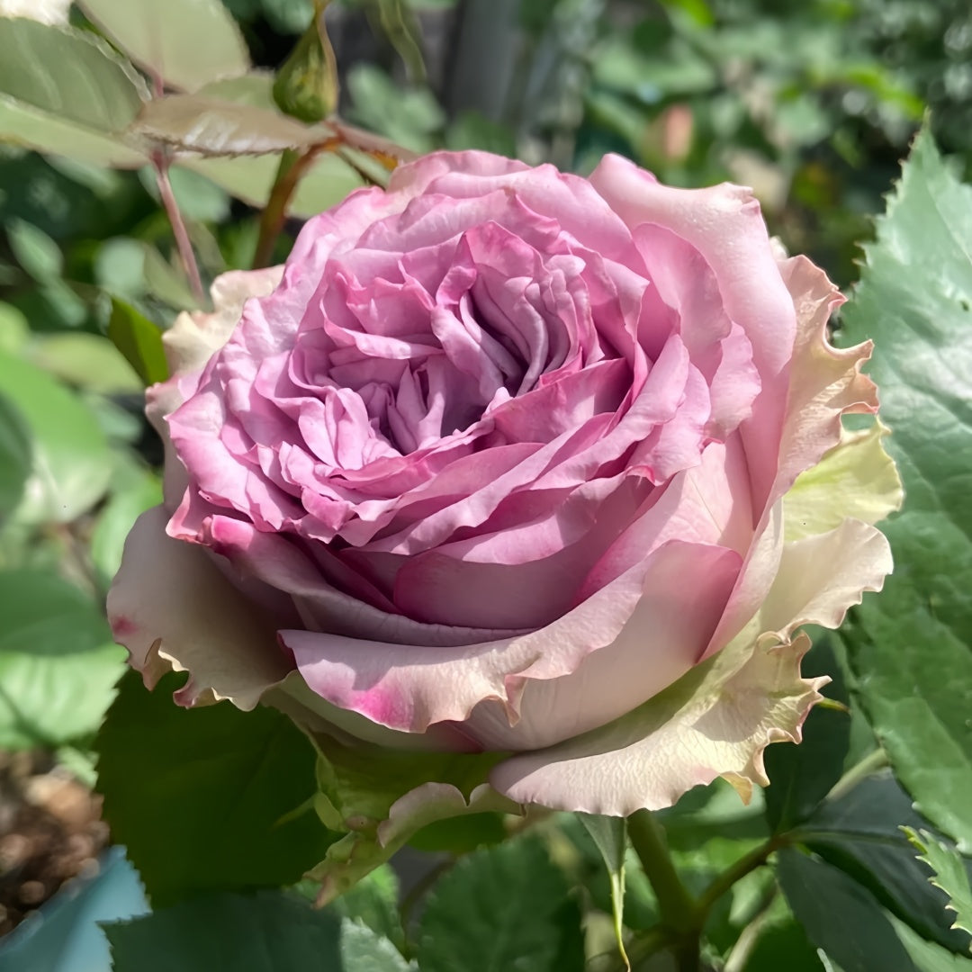 Dolcetto Rose