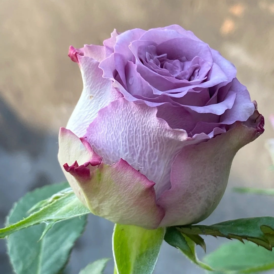 Dolcetto Rose
