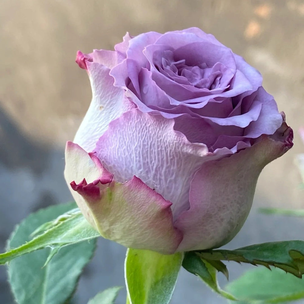 Dolcetto Rose
