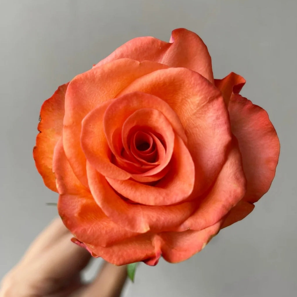 Donghua Rose