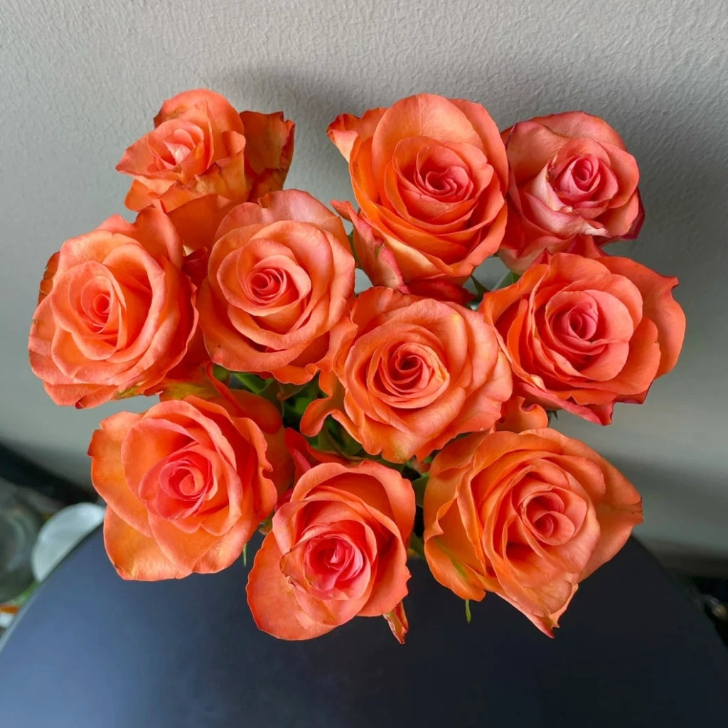 Donghua Rose