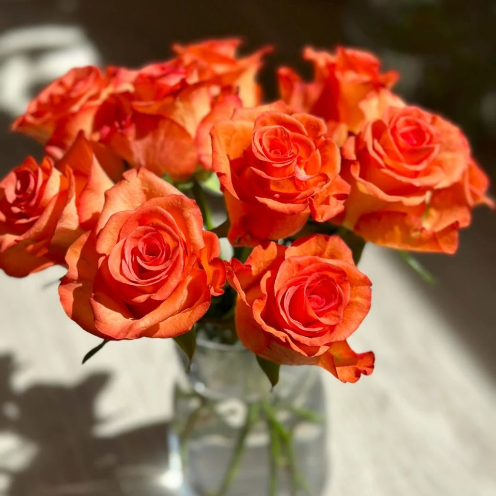 Donghua Rose