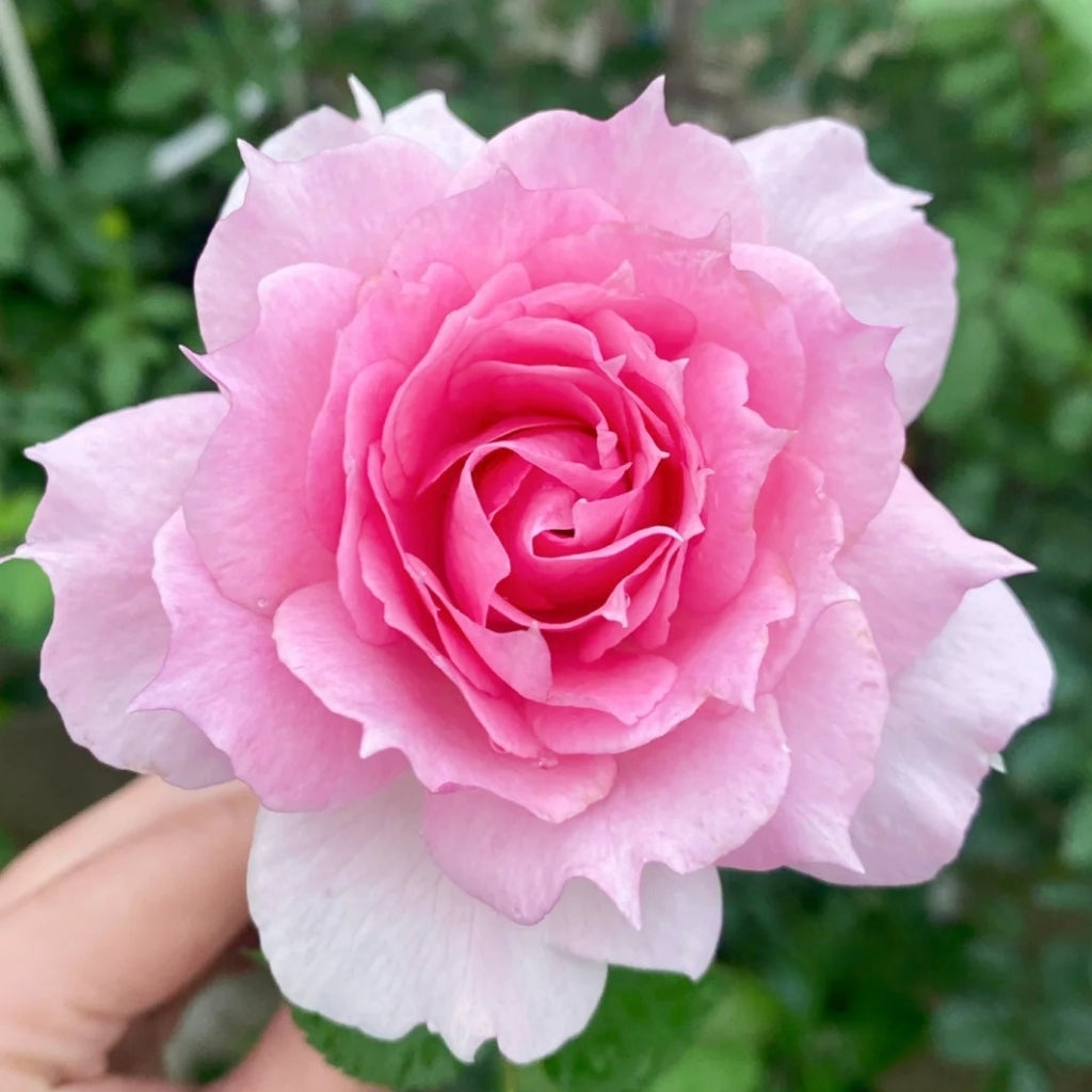 Doniazade Rose