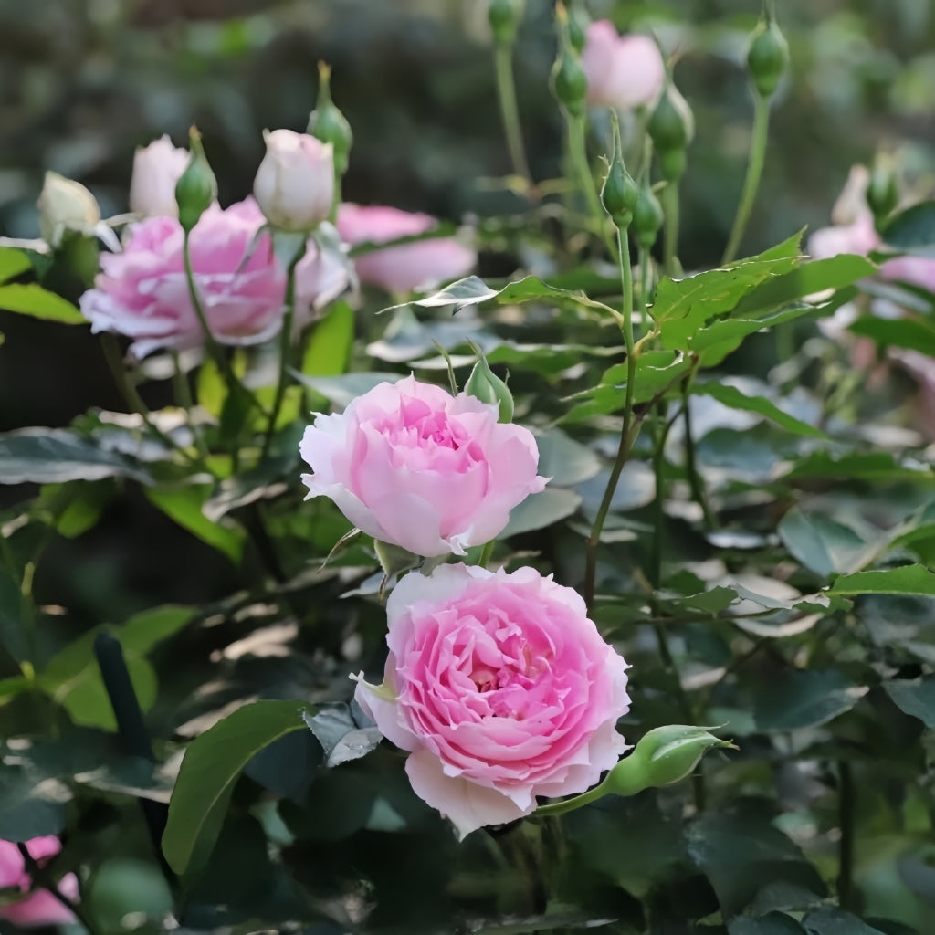 Doniazade Rose
