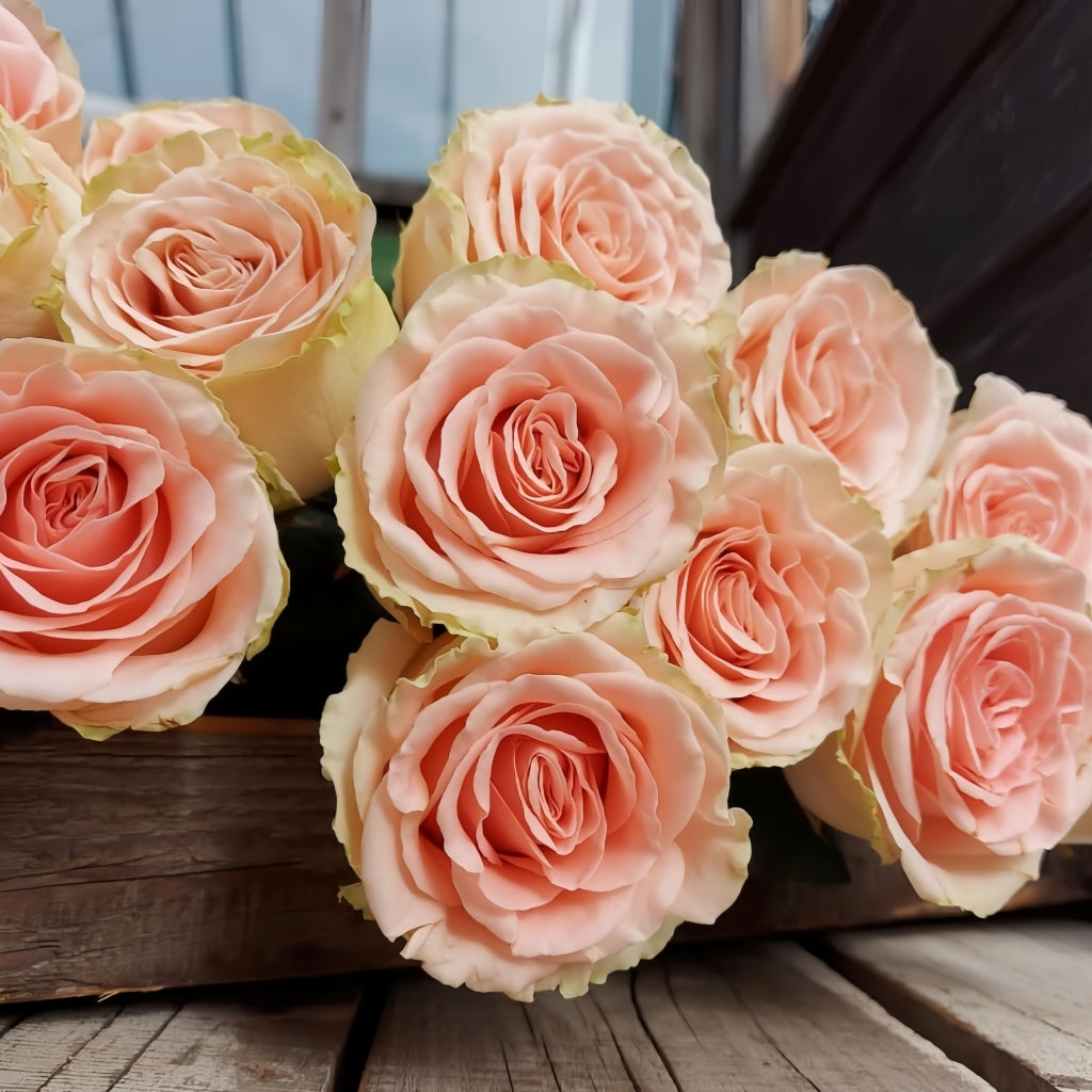 Doris Day Rose
