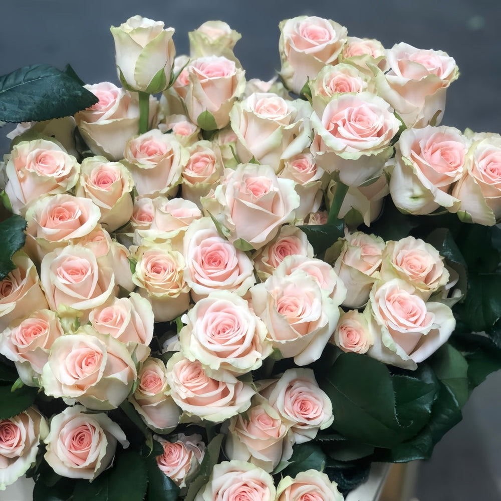 Doris Day Rose