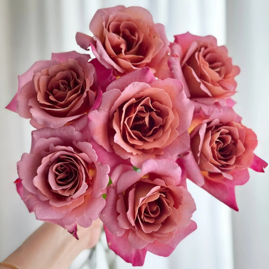 Drape Rose