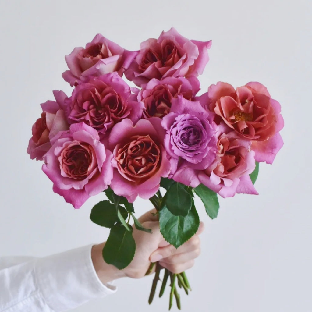 Drape Rose