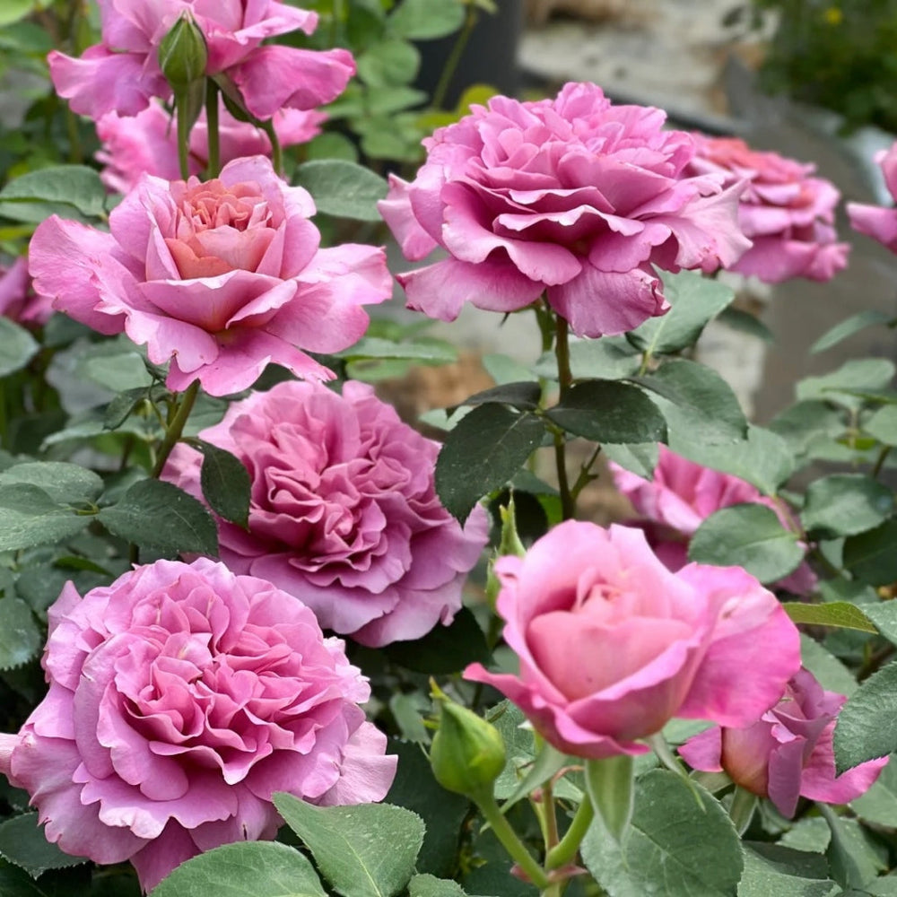 Drape Rose