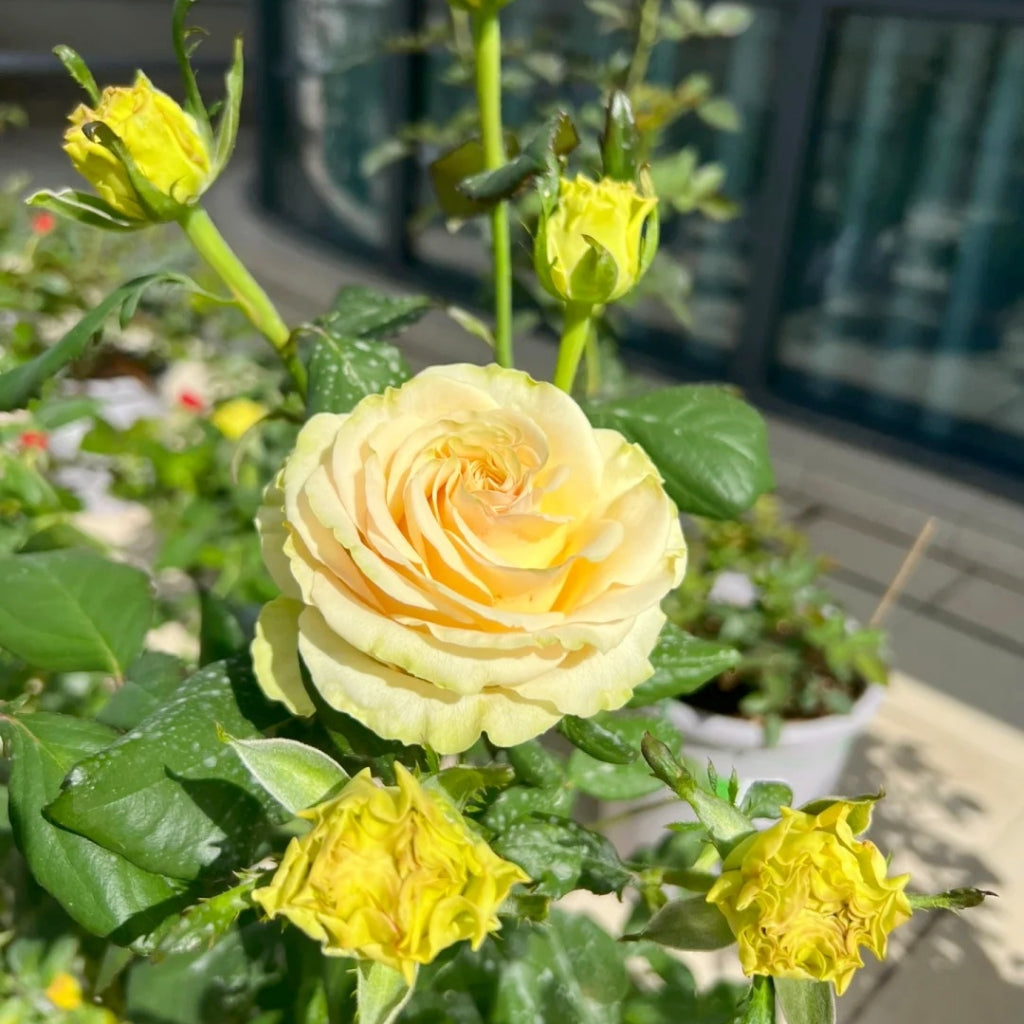 Dynamic Rose