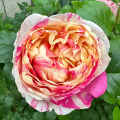 Edouard Manet Rose