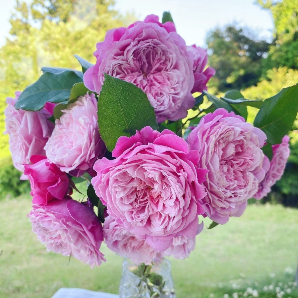 Ehon no Bara Rose