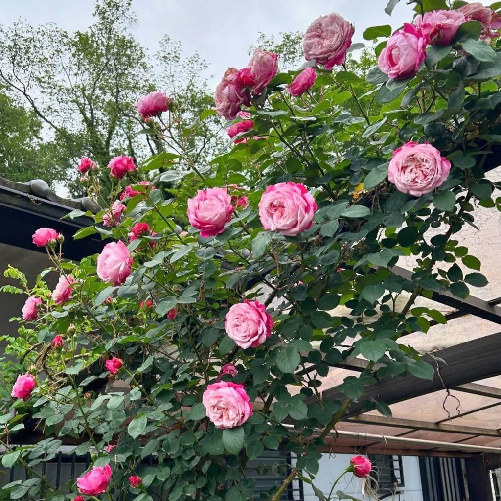 Ehon no Bara Rose