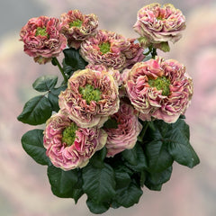 El Patron Rose