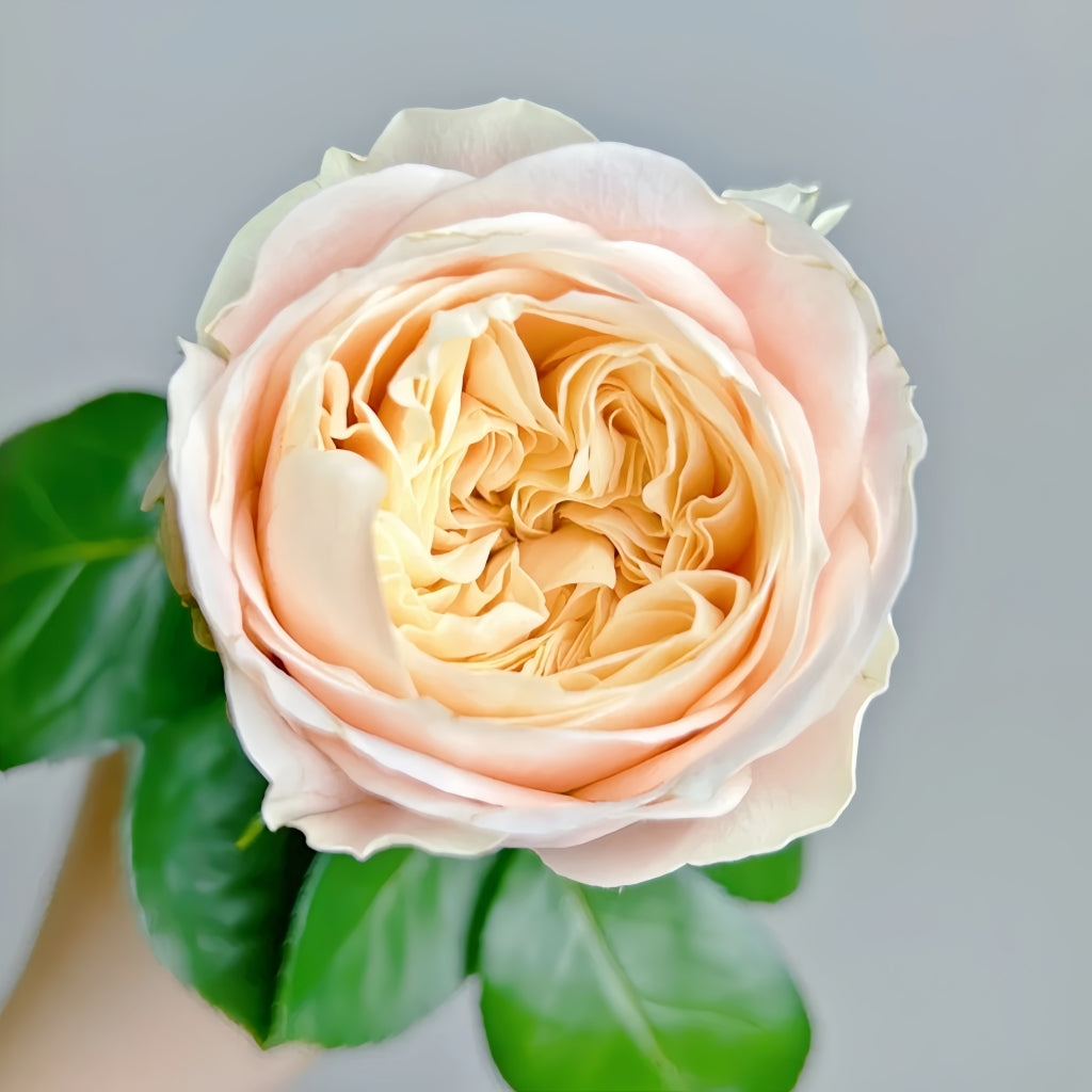 Elroy Rose