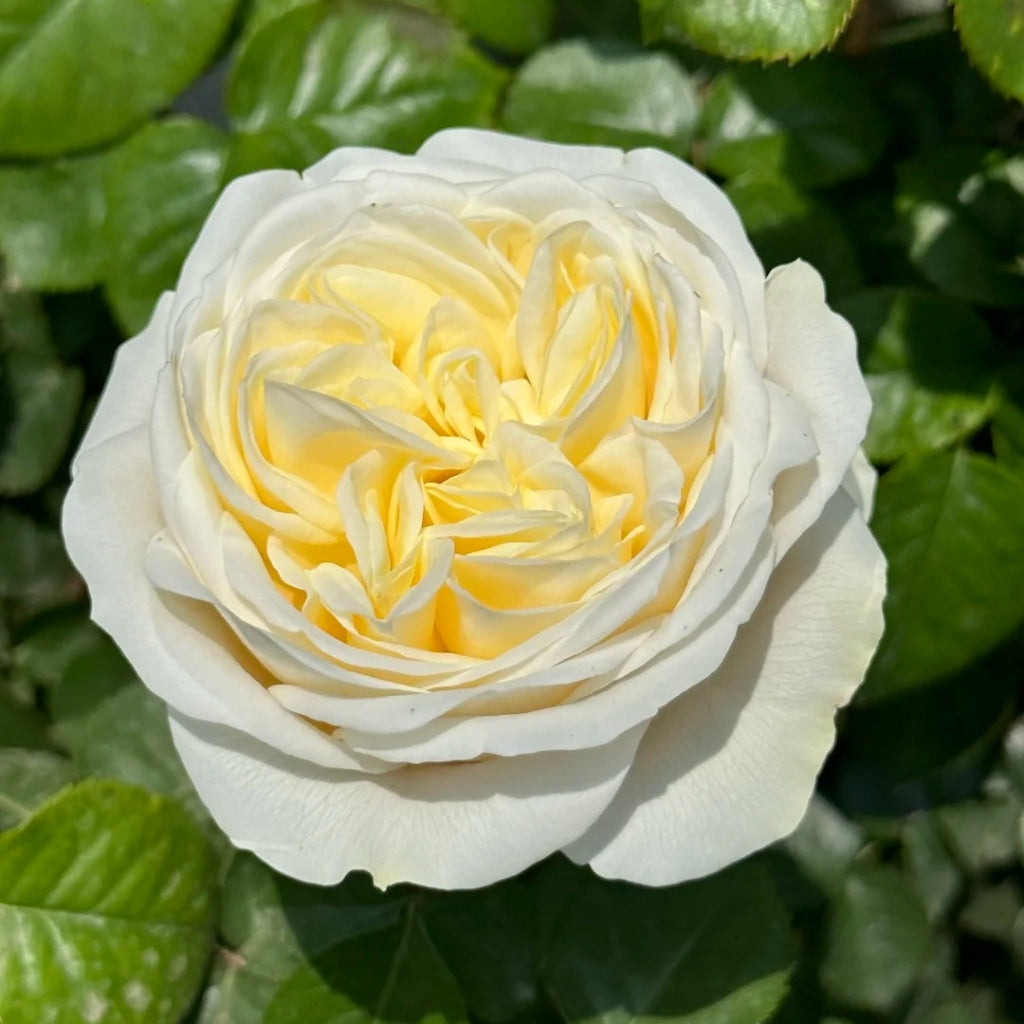 Elroy Rose
