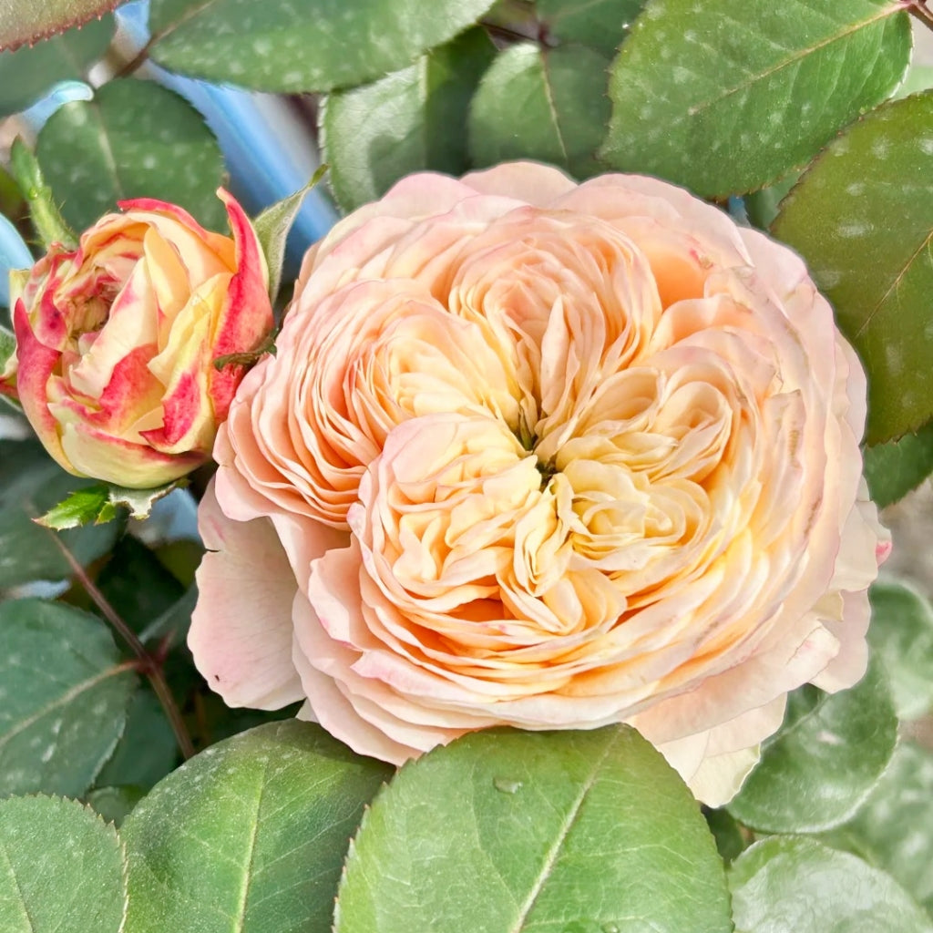 Elroy Rose