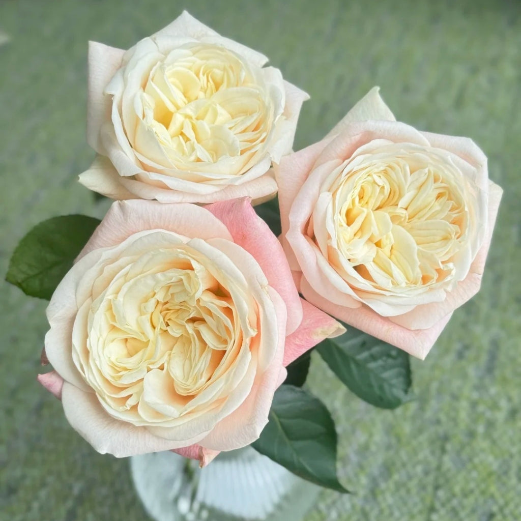 Elroy Rose