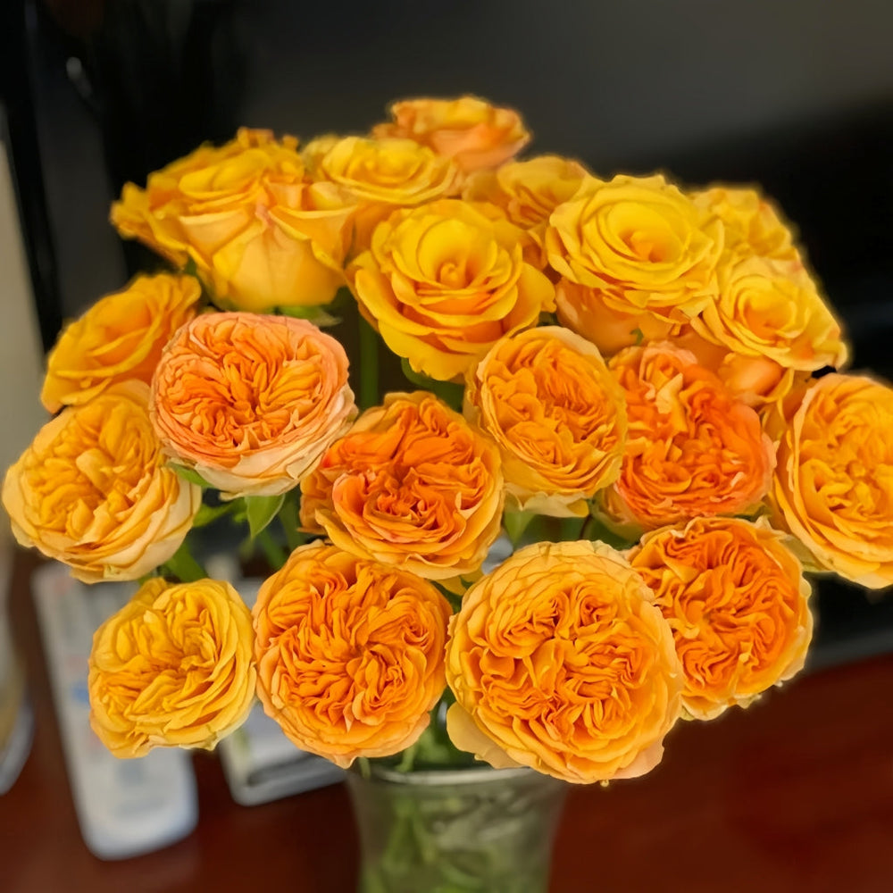Endless Summer Rose