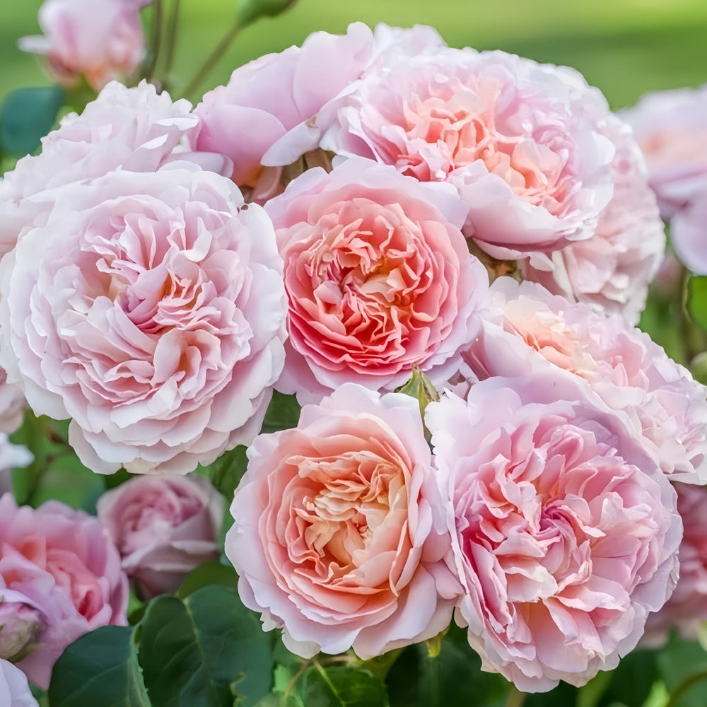 Eustacia Vye Rose