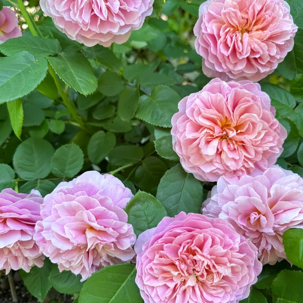 Eustacia Vye Rose