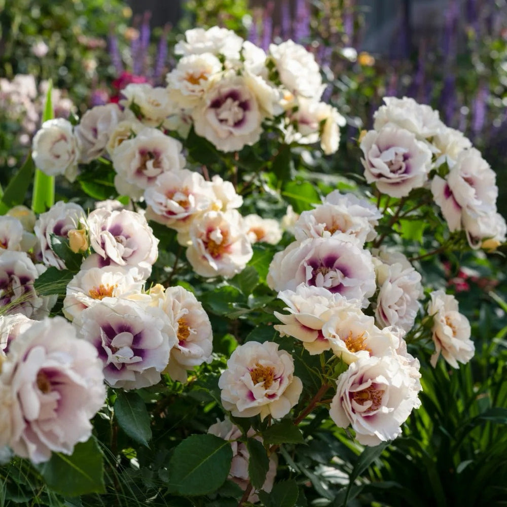 Eyes for You Rose