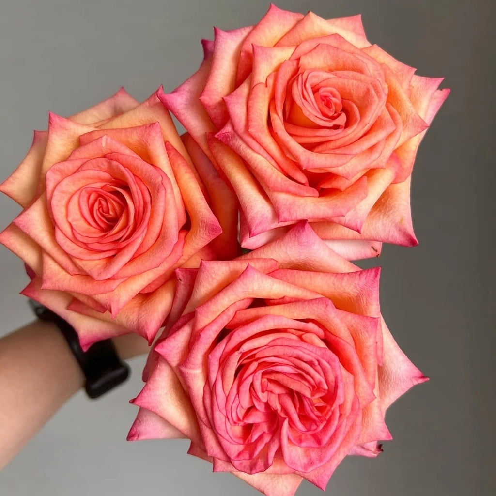 Fairy Tale Rose