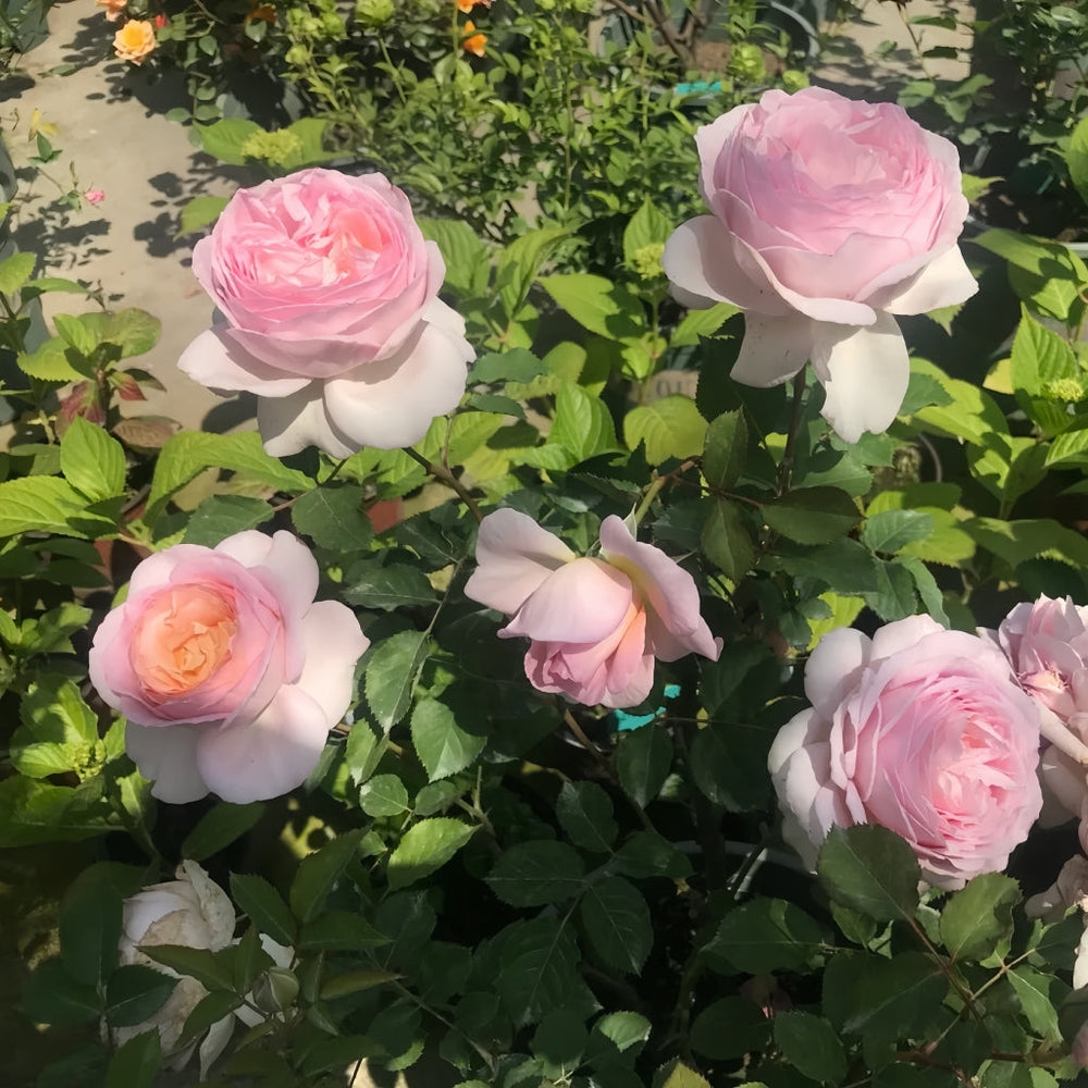 Fendai Rose