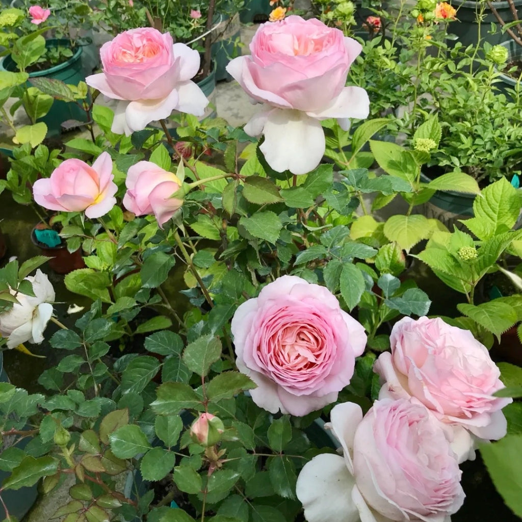 Fendai Rose