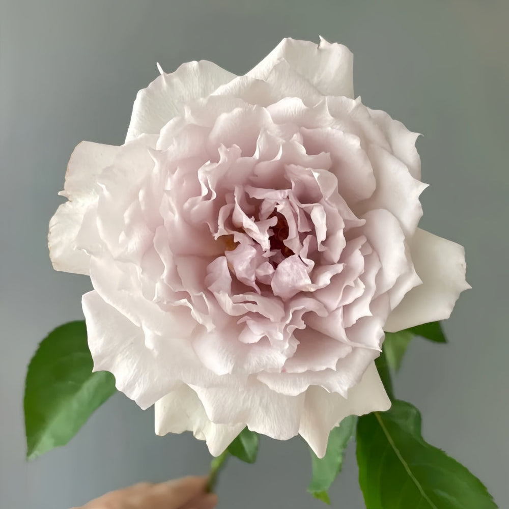 Floating Moon Rose