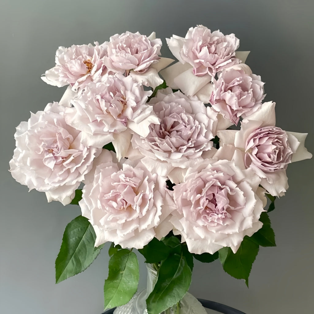 Floating Moon Rose