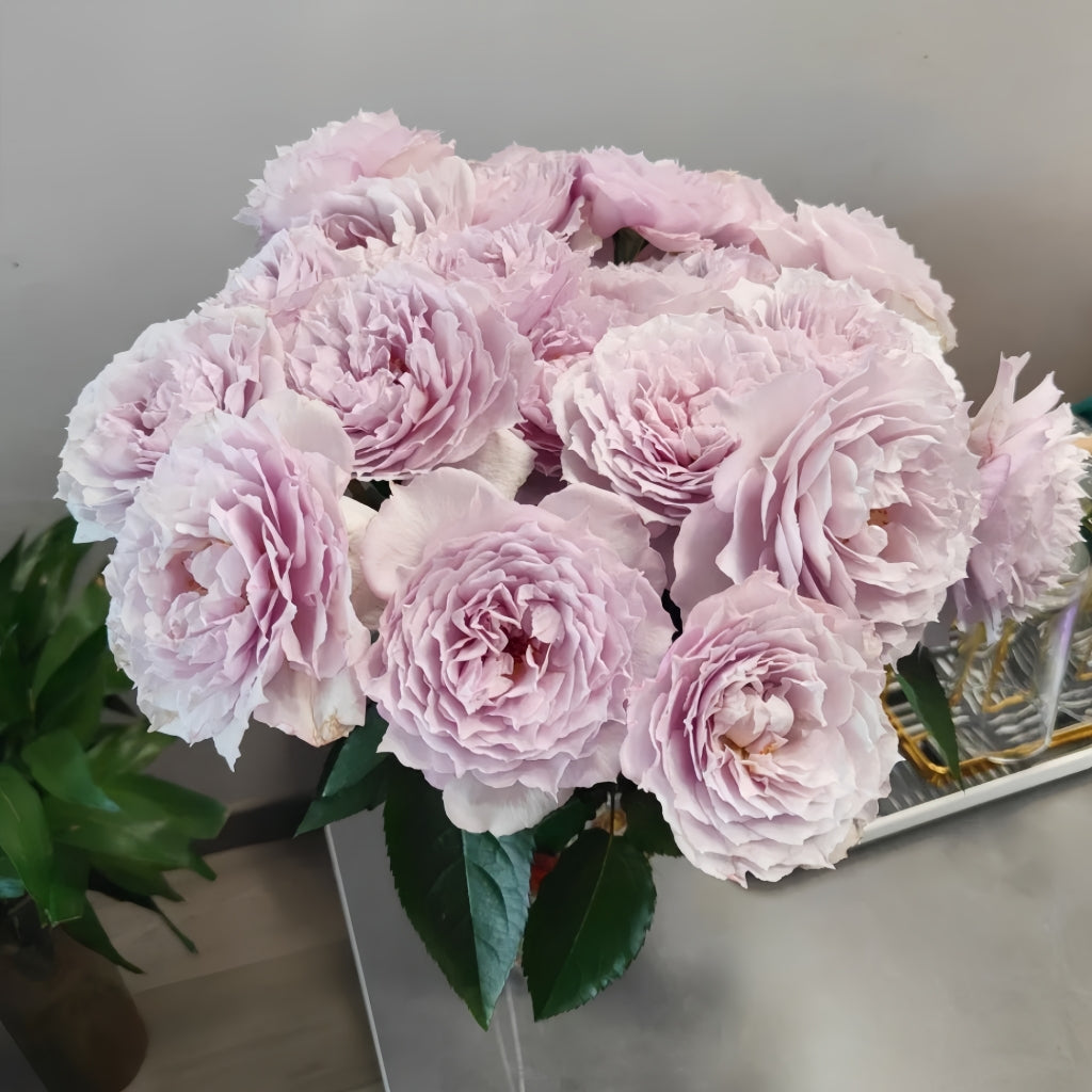 Floating Moon Rose