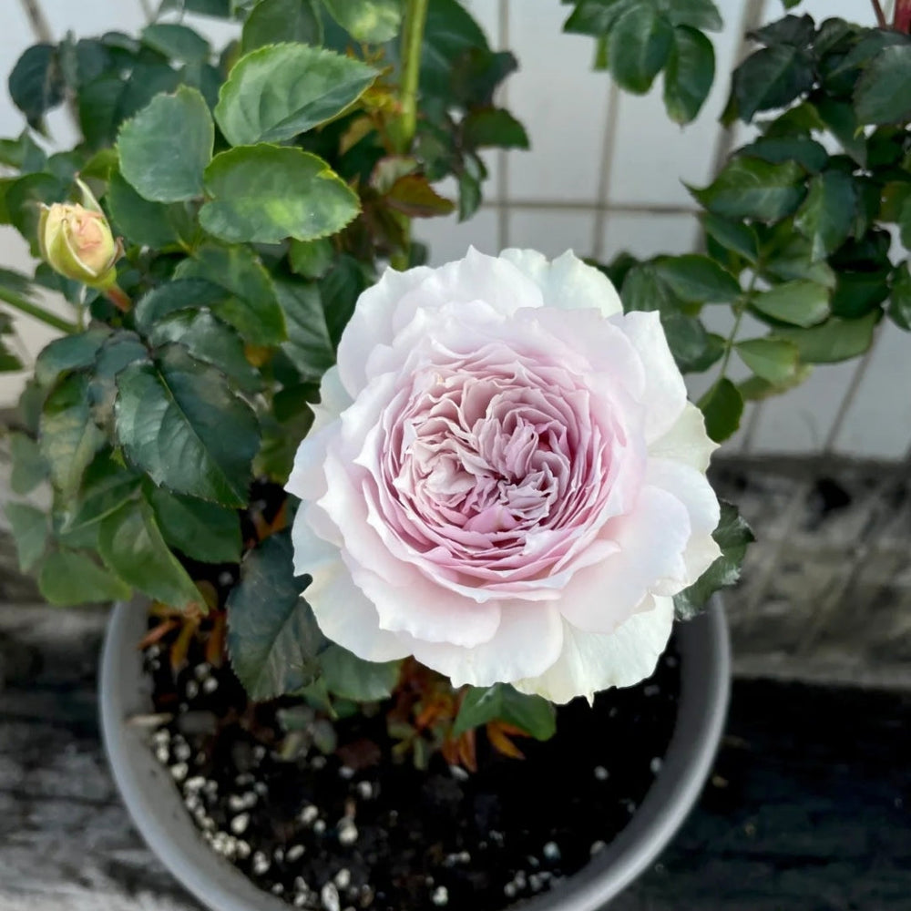 Floating Moon Rose