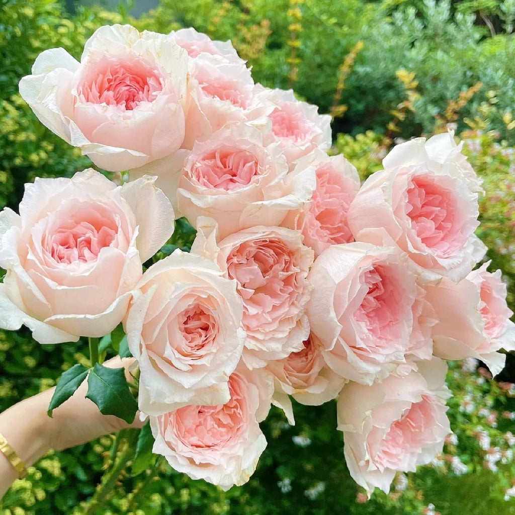 Flow Rose