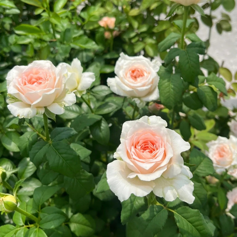 Flow Rose