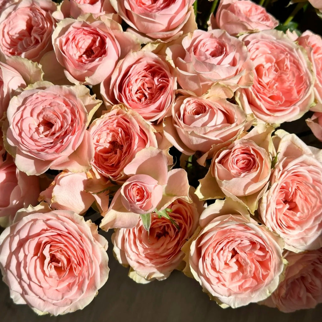 Flower Fairy Rose