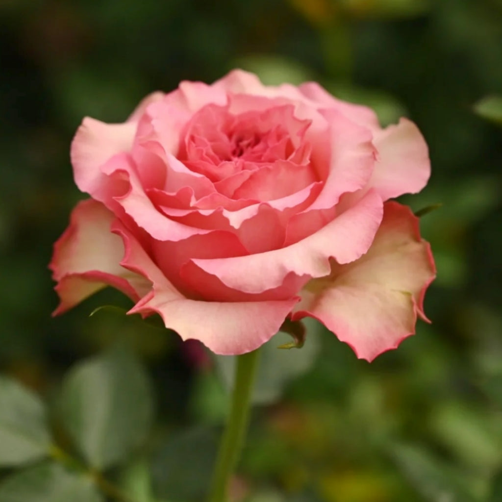 Forest Girl Rose