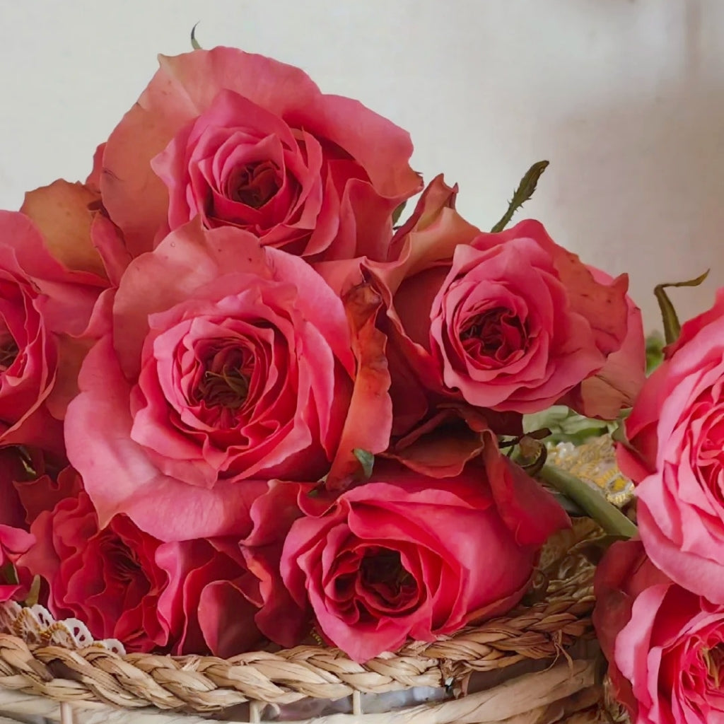 Forest Girl Rose