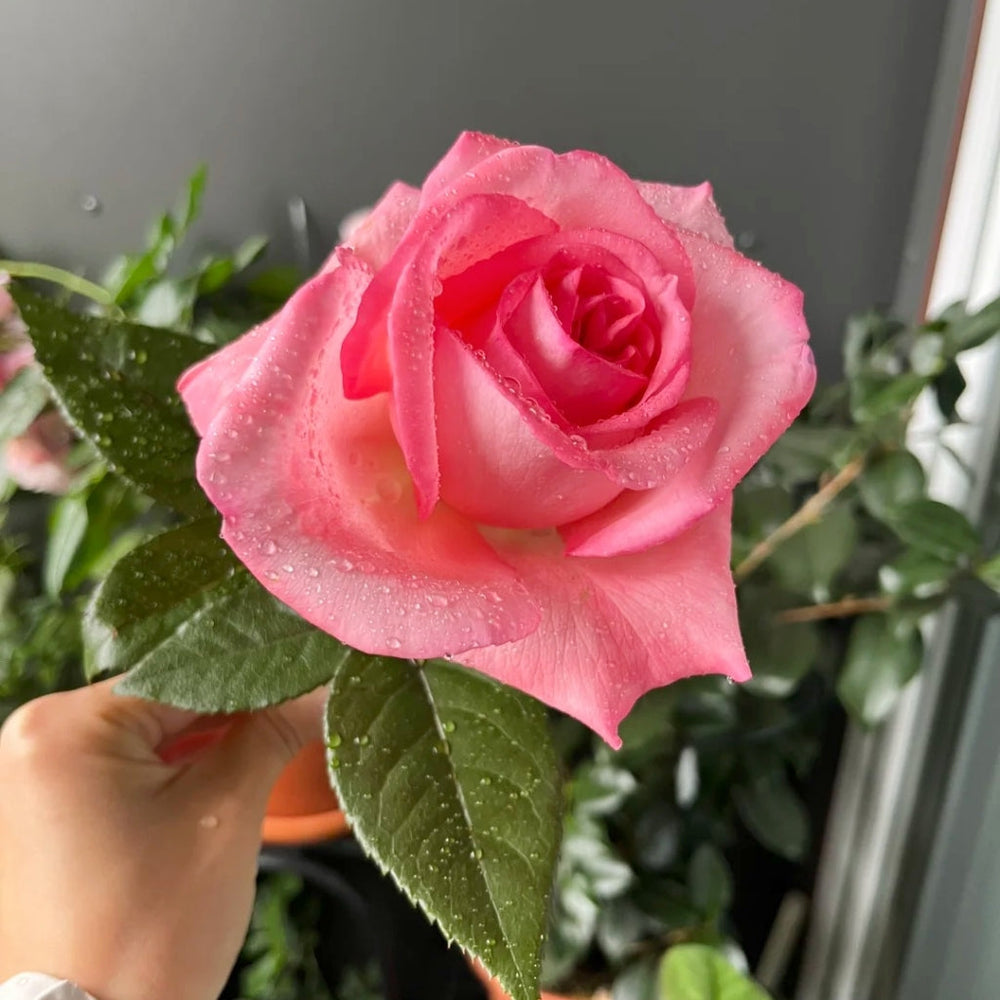 Fragonard Rose