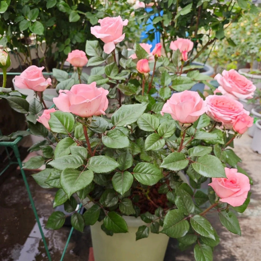 Fragonard Rose