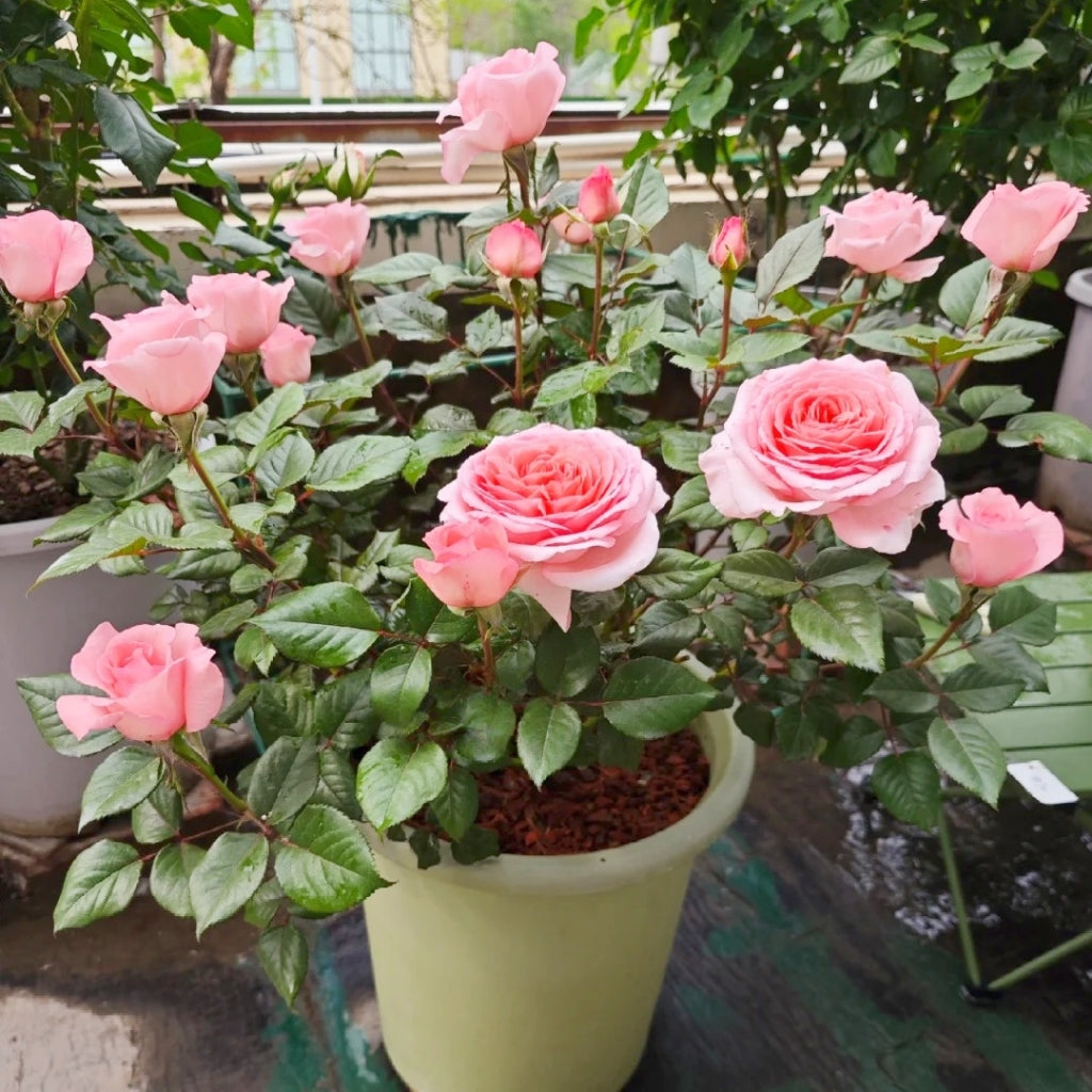 Fragonard Rose