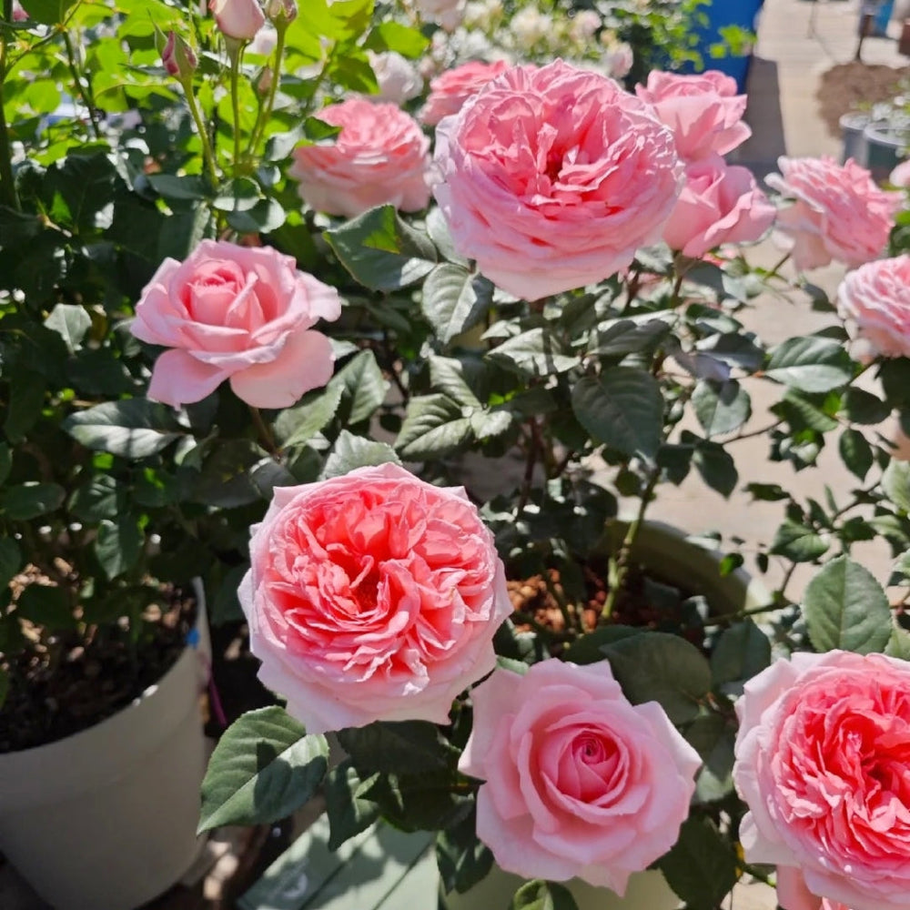 Fragonard Rose
