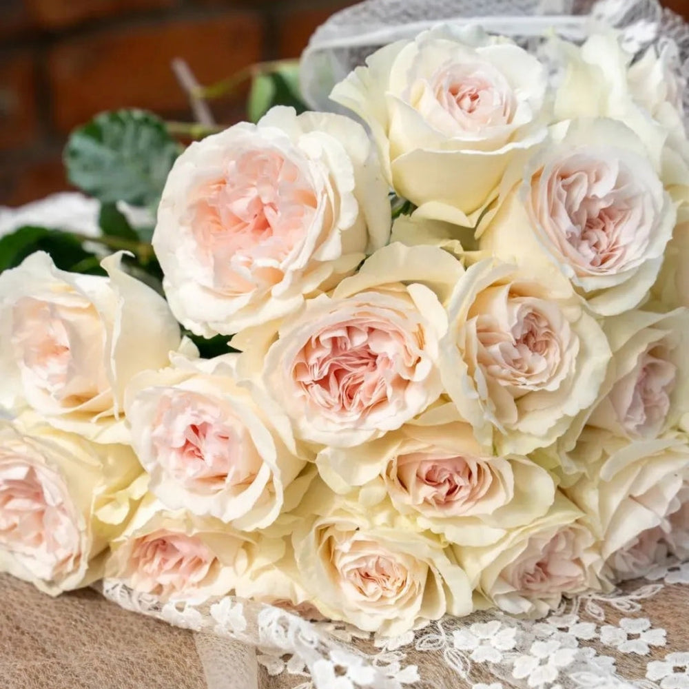 Fragrant Snow Rose