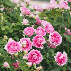 Fraulein Maria Rose
