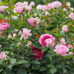 Fraulein Maria Rose