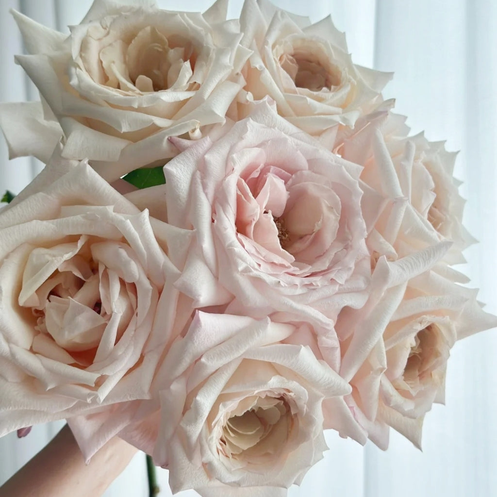 Fruit Aroma Rose
