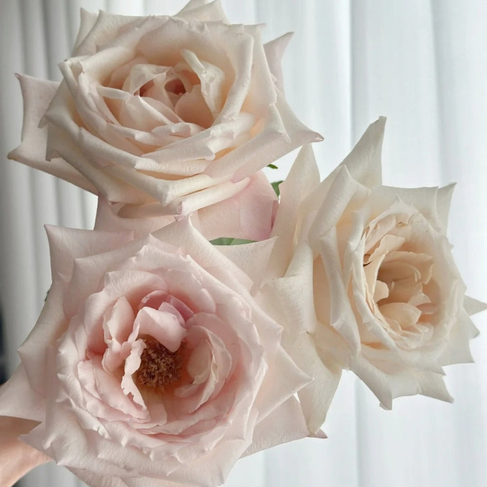Fruit Aroma Rose