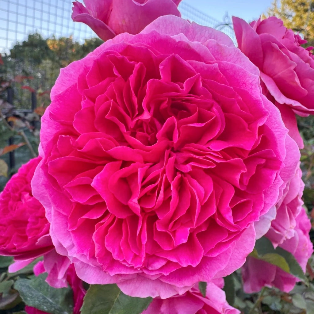 Gabriel Oak Rose
