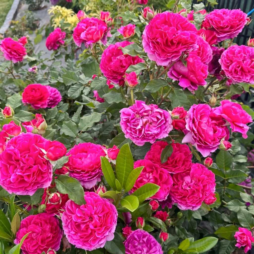 Gabriel Oak Rose