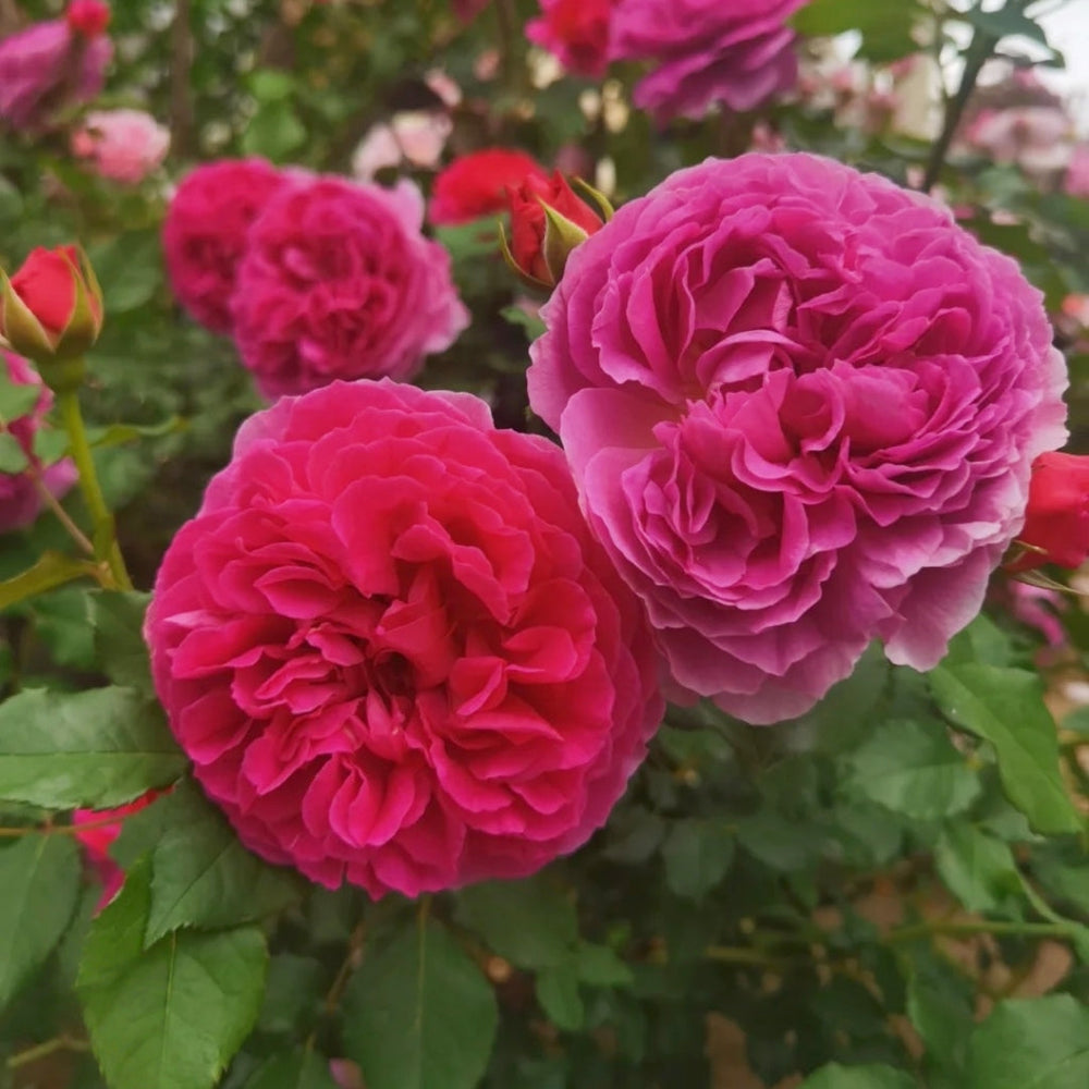Gabriel Oak Rose